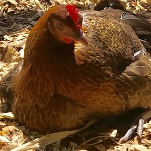 Meet your Posher, Eve